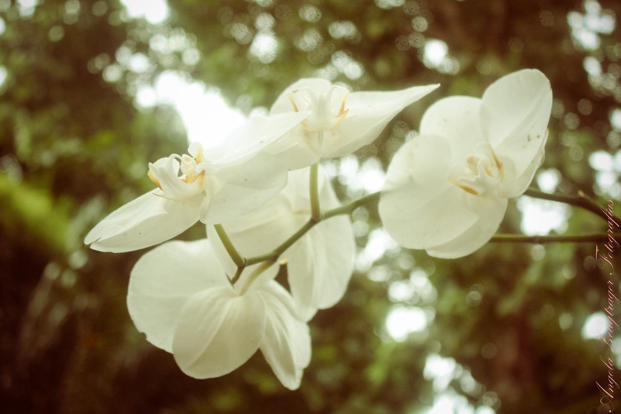 L'grace Ferradura 2*